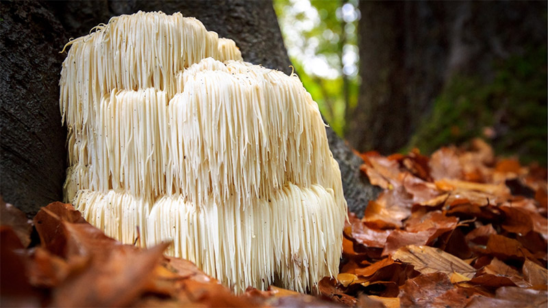 The best Lionsmane mushrooms growing wild in the forest